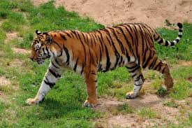 It is a tiger, oranage skin with black stripes, walking elegantly on some grass